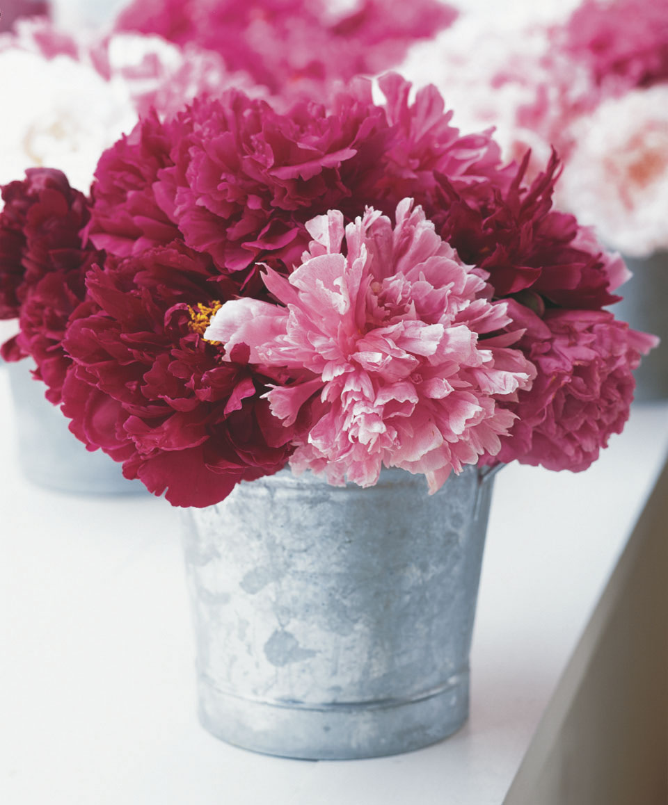 Bouquet di Peonie recise