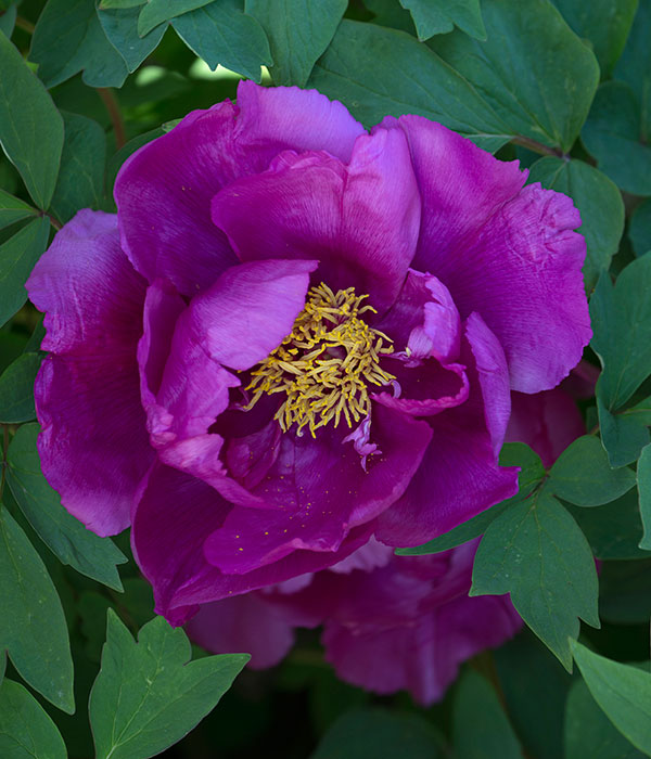 Tree peony - Purple flowers of the egg plant (Quie Hua Zi) | Centro Botanico Moutan