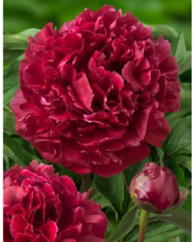 Peonia erbacea - Highlight () | Centro Botanico Moutan