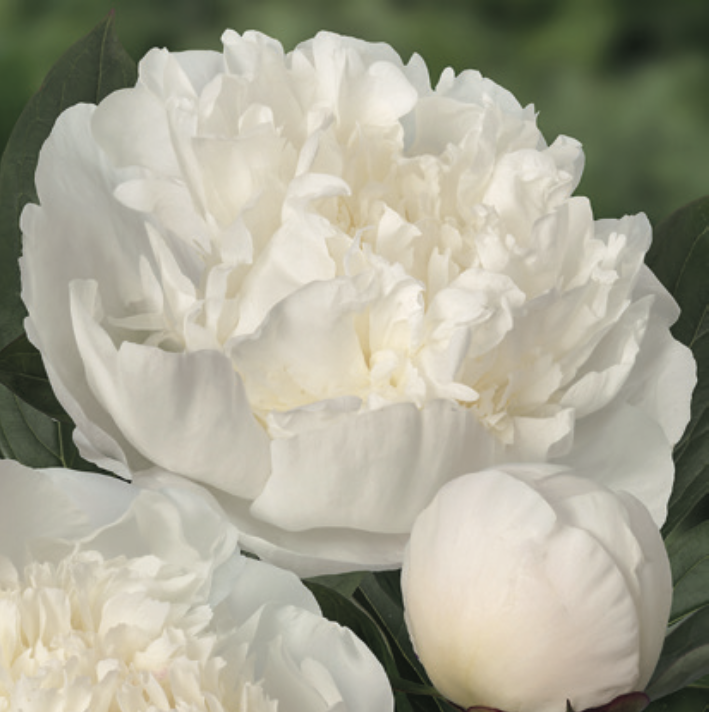 Peonia erbacea - Immaculée | Centro Botanico Moutan