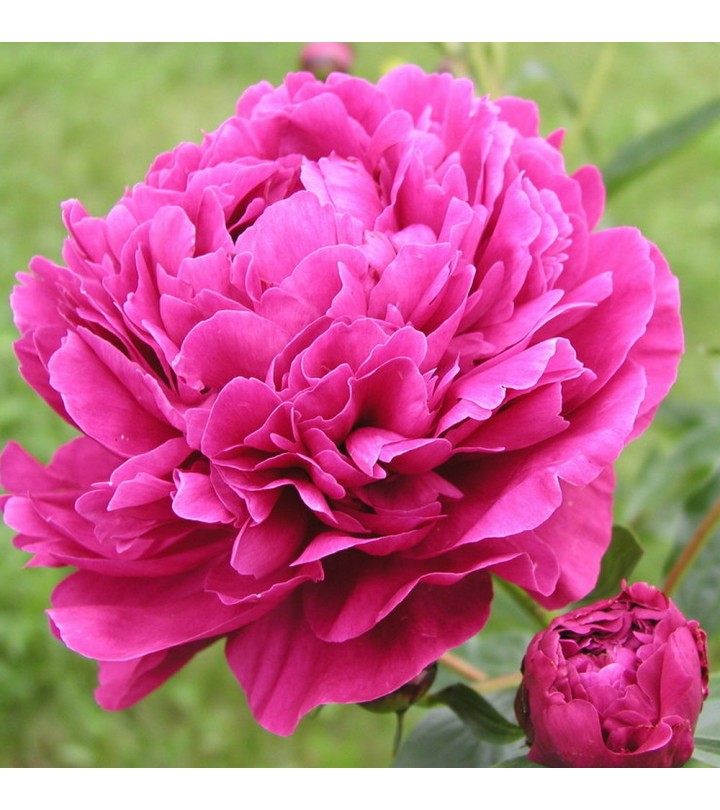 Peonia erbacea - Jakorma () | Centro Botanico Moutan