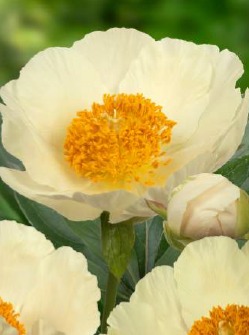 Peonia erbacea - Moonrise () | Centro Botanico Moutan