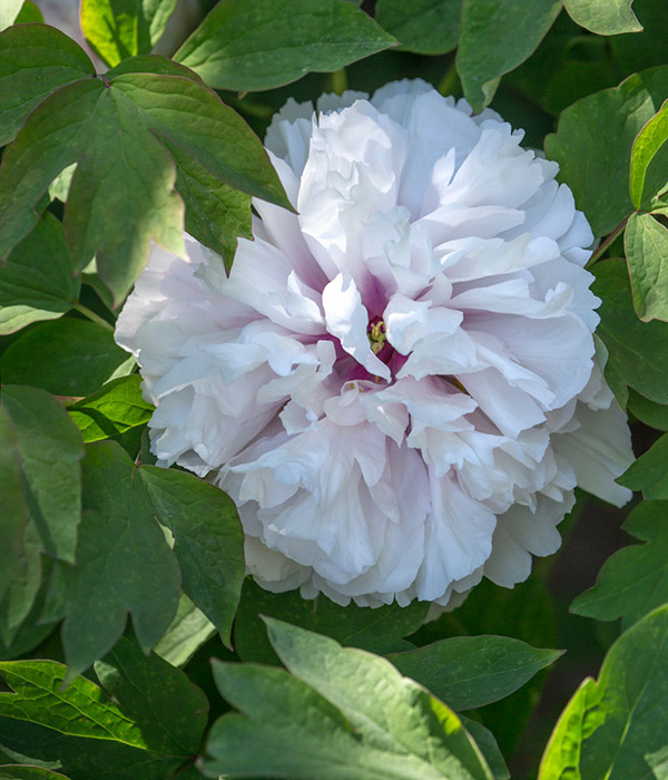 Treee peony - Jade Palace (Yu Lou Dian Cui) | Centro Botanico Moutan