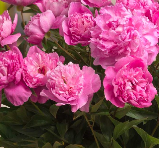 Set Di 3 Tagliabiscotti E Formine A Stantuffo PME: Peonie In Tre Dimensioni (2,4 - 4,5 Cm) Per Decorazioni In Pasta Di Zucchero.