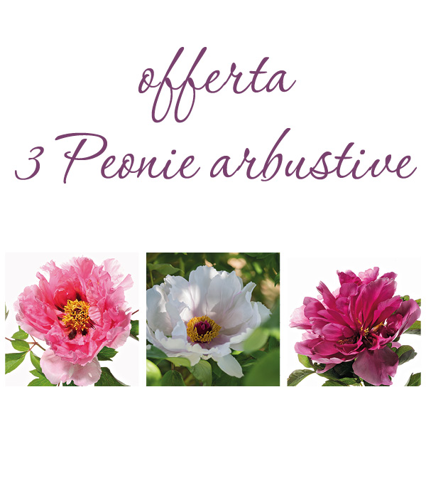 Trono di corallo + Polvere d'argento e d'oro () | Moutan Botanical Centre