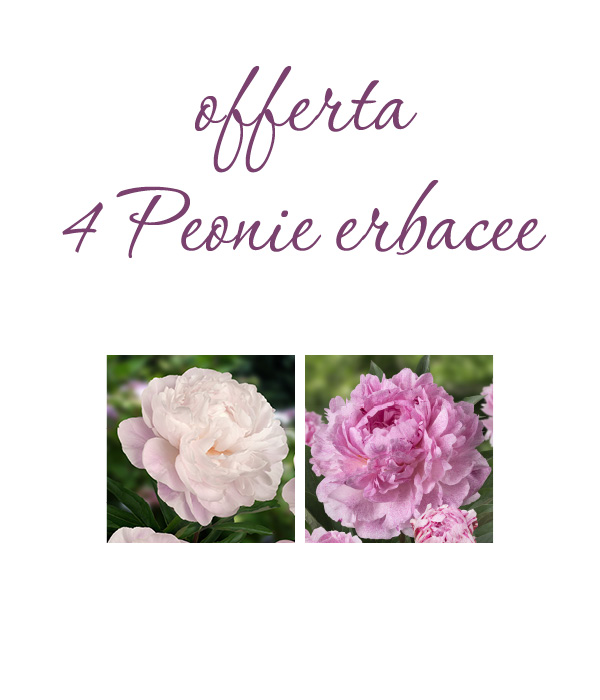Collection 7 () | Moutan Botanical Centre
