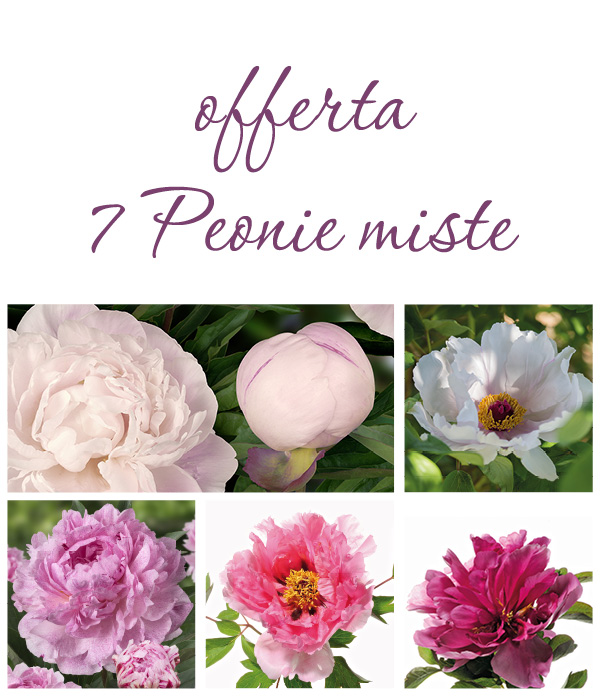 Collection 9 () | Moutan Botanical Centre