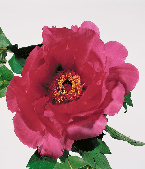 Tree peony - Great violet (Da Zong Zi) | Centro Botanico Moutan