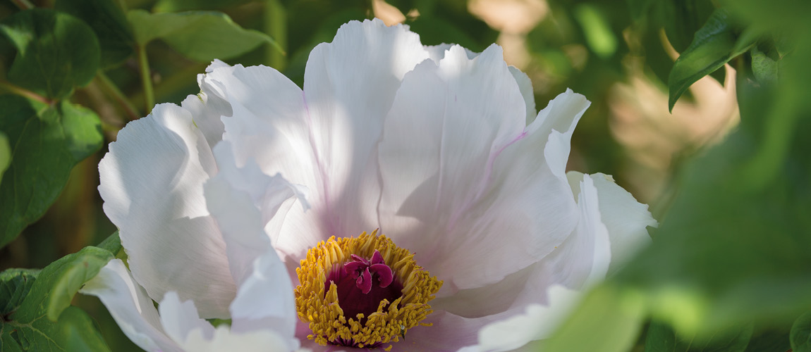 Trono di corallo + Polvere d'argento e d'oro () | Centro Botanico Moutan