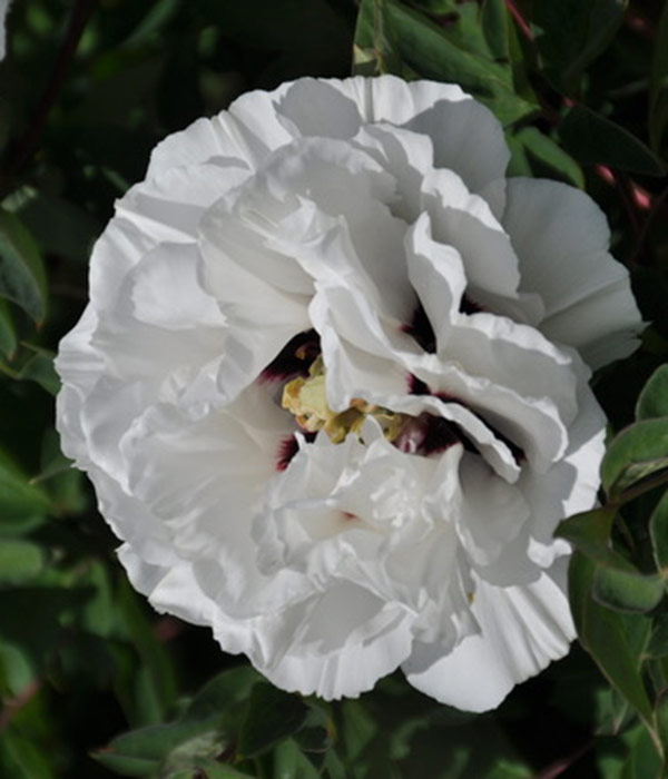 Tree peony - Delicate snow | Centro Botanico Moutan