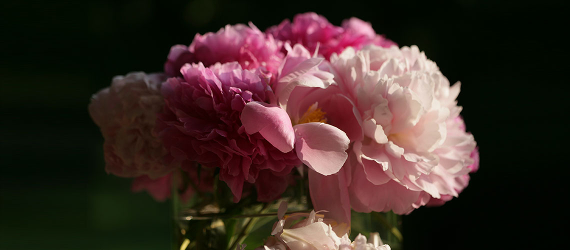 Offer: 5 Herbaceous peonies () | Centro Botanico Moutan