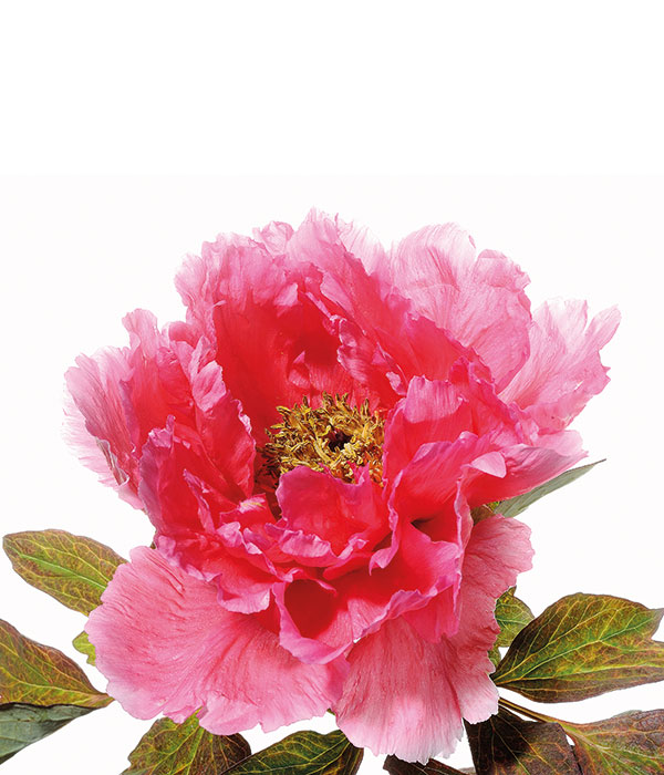 Tree peony - Rouge red (Zhi Hong) | Centro Botanico Moutan