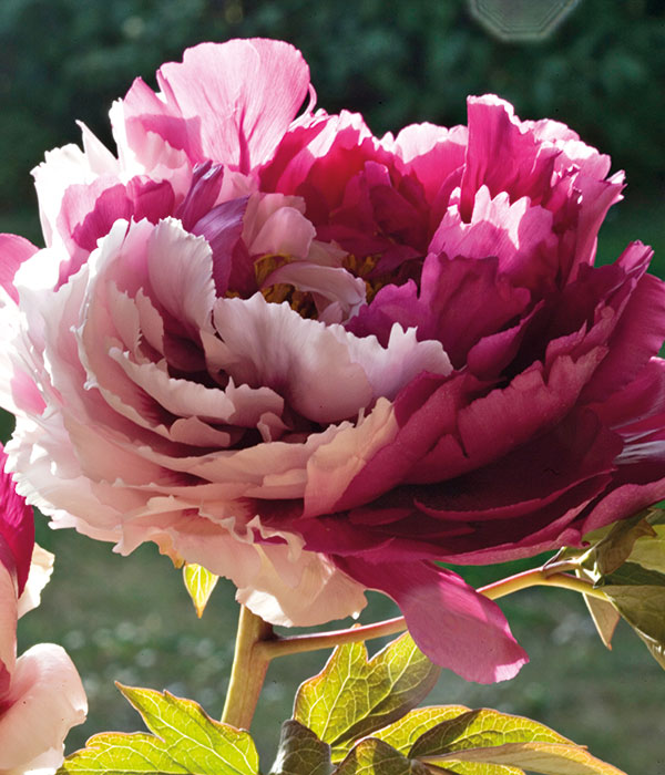 Tree peony - Twin beauties | Centro Botanico Moutan