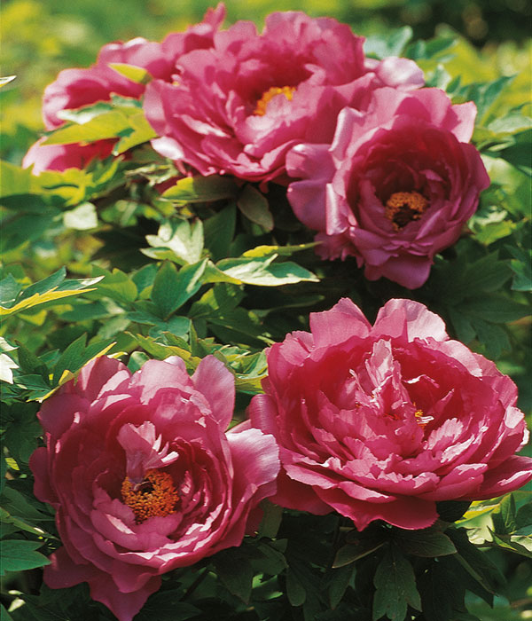 Tree peony - Twin beauties (Er Quiao) | Centro Botanico Moutan