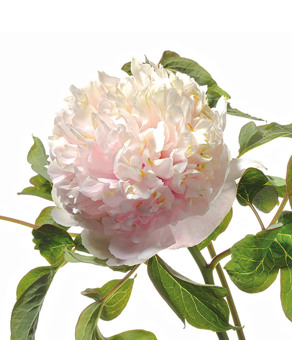 Tree peony - Stone Garden white | Centro Botanico Moutan