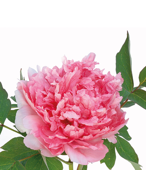 Tree peony - Pearl necklace | Centro Botanico Moutan