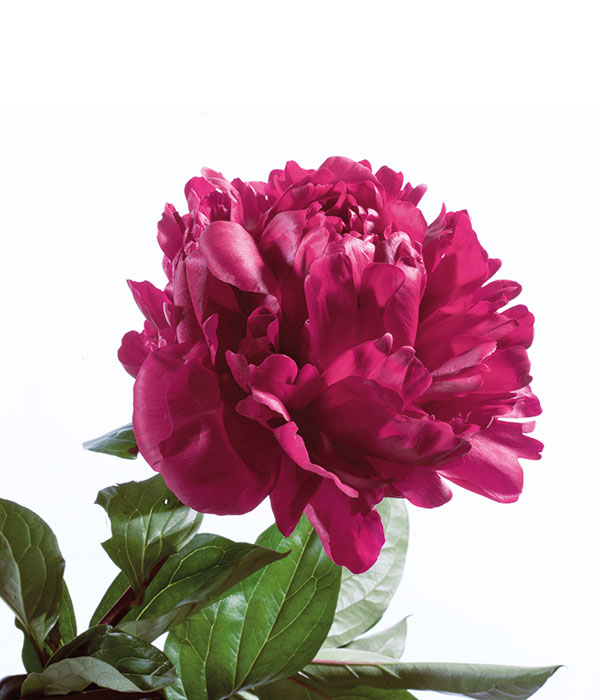 Herbaceous peony - Crimson colour with dropped leaves () | Centro Botanico Moutan