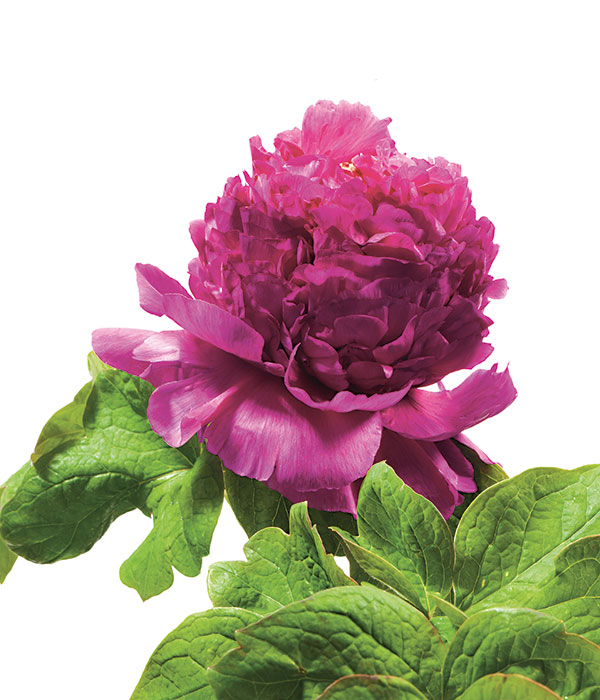 Tree peony - Purple rooted peony (Shou an Hong) | Centro Botanico Moutan