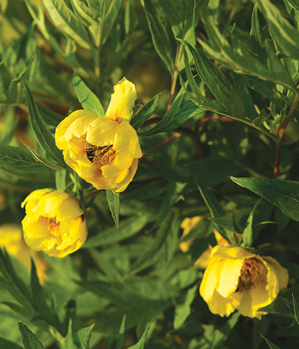 Yellow Delavay peony | Centro Botanico Moutan