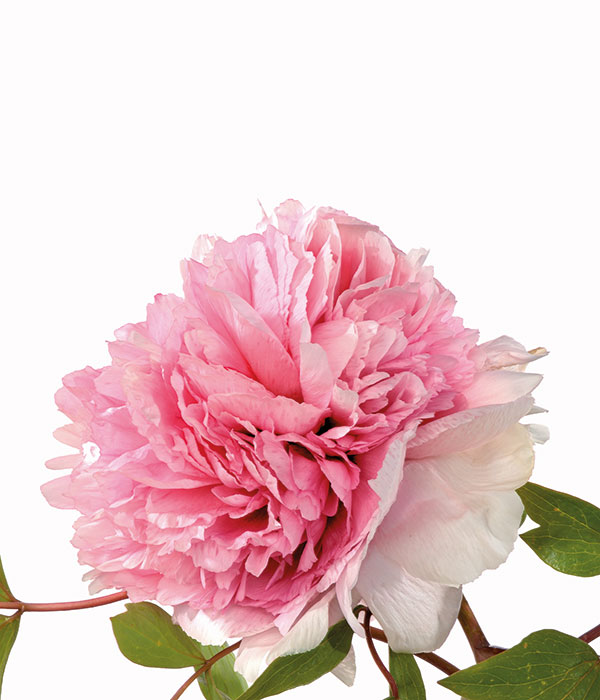 Tree peony - Fairy of the cave | Centro Botanico Moutan