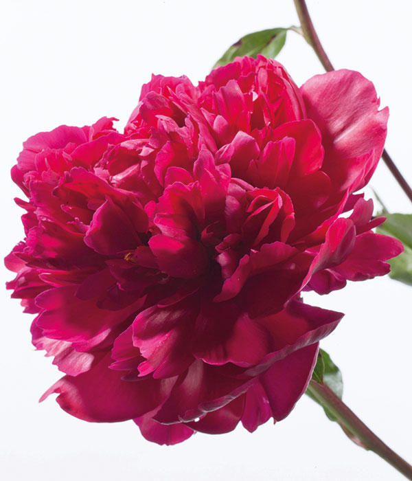 Herbaceous peony - Red phoenix () | Centro Botanico Moutan