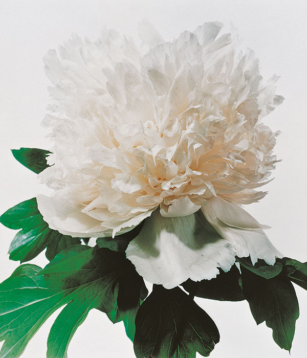 Tree peony - White jade (Bai Yu) | Centro Botanico Moutan