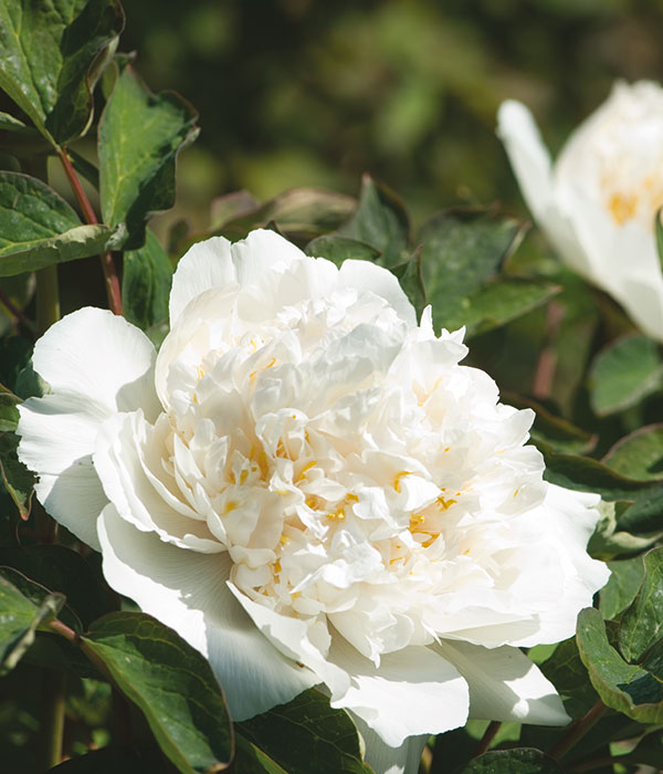 Tree peony - Yao yellow (Yao Huang) | Centro Botanico Moutan