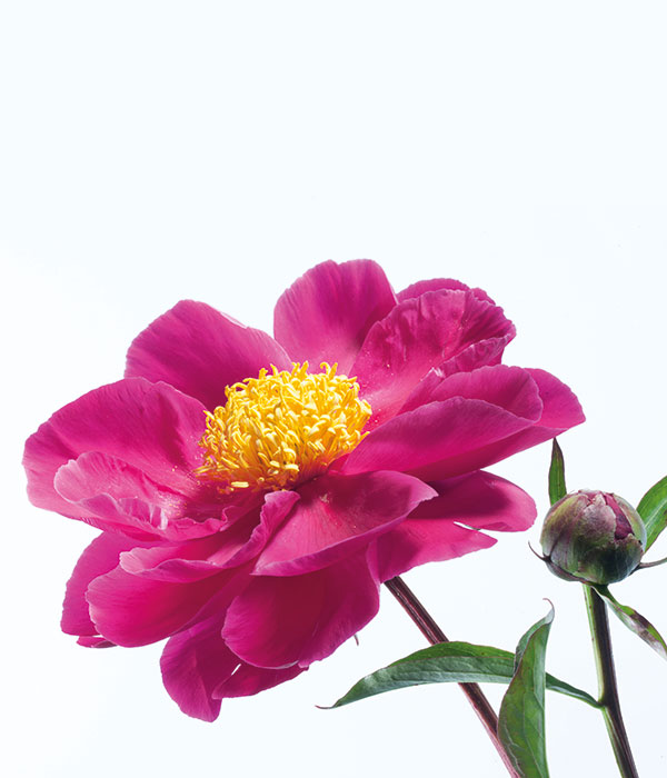 Herbaceous peony - Courageous warrior () | Centro Botanico Moutan