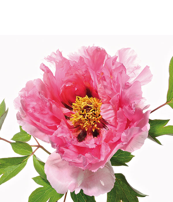 Tree peony - Prosperity (Hong Tu) | Centro Botanico Moutan