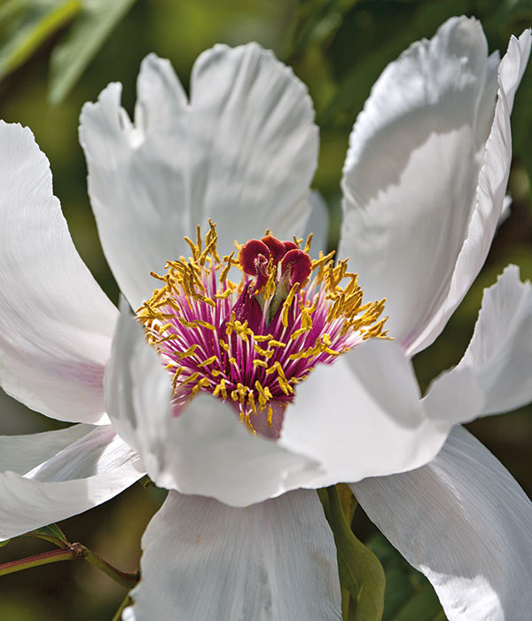 Tree peony - White phoenix | Centro Botanico Moutan