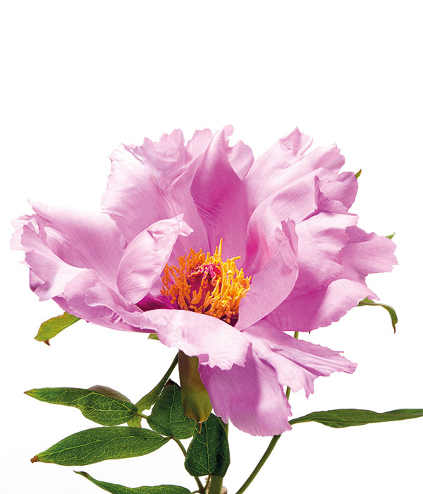 Tree peony - Pink phoenix | Centro Botanico Moutan