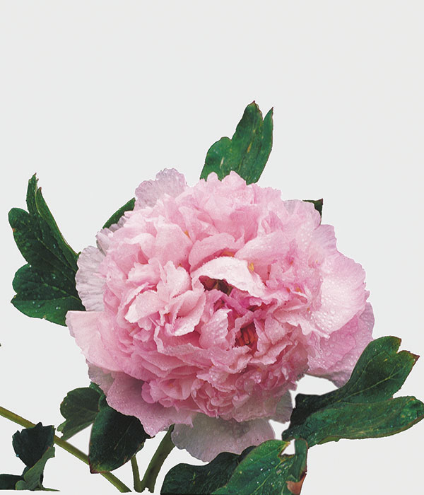 Tree peony - Blue thoughts (Chui Tou Lan) | Centro Botanico Moutan