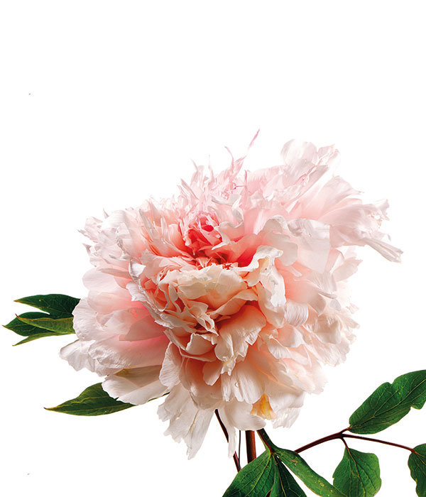 Tree peony - Silver and gold powder | Centro Botanico Moutan