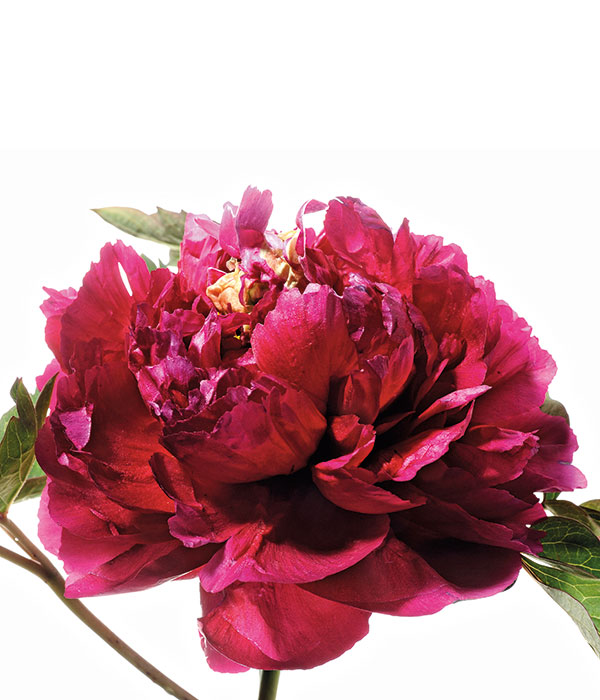 Tree peony - Gifts from the black dragon | Centro Botanico Moutan