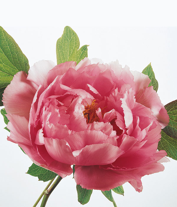 Tree peony - Smiling country maiden (Cong Zhong Xiao) | Centro Botanico Moutan