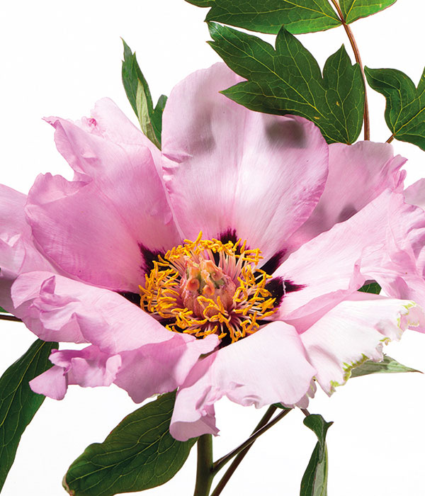 Peonia arborea - Farfalla grigia | Centro Botanico Moutan