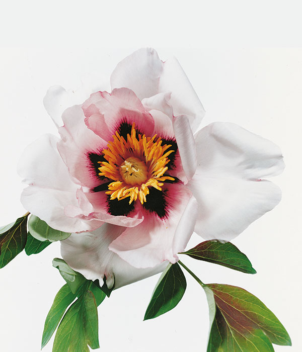 Peonia arborea - Farfalla rosa (Fen Die) | Centro Botanico Moutan