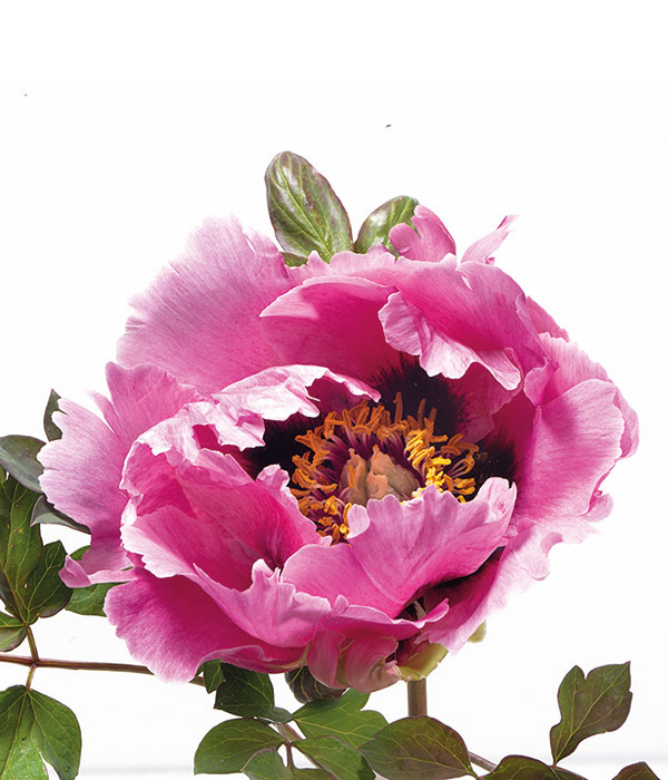 Tree peony - Blue Phoenix with spread wings (Lan Feng Zhan Chi) | Centro Botanico Moutan