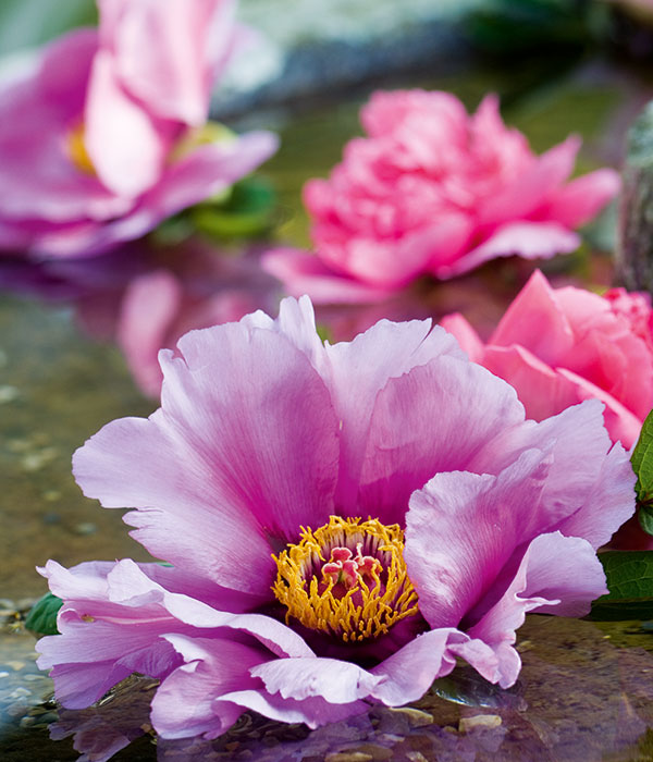 Peonia arborea - Fenice blu dalle ali spiegate (Lan Feng Zhan Chi) | Centro Botanico Moutan