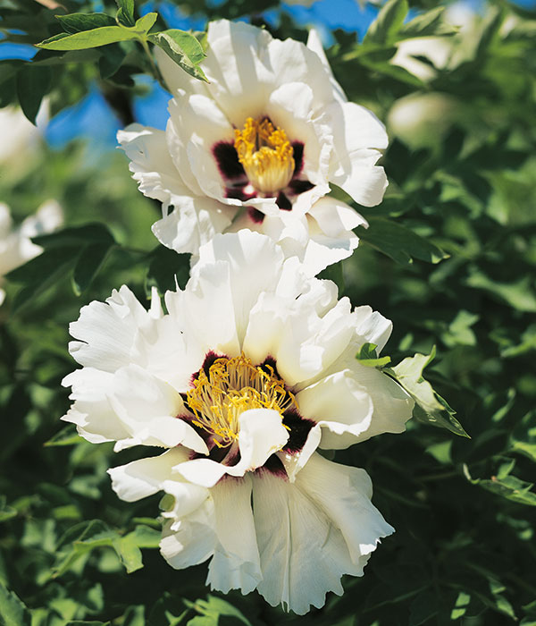 Tree peony - White and purple lotus (Xue Lian) | Centro Botanico Moutan