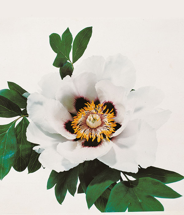 Peonia arborea - Loto bianco e porpora | Centro Botanico Moutan