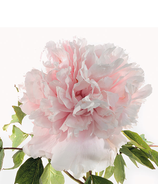 Tree peony - Zhao rose (Zhao Fen) | Centro Botanico Moutan