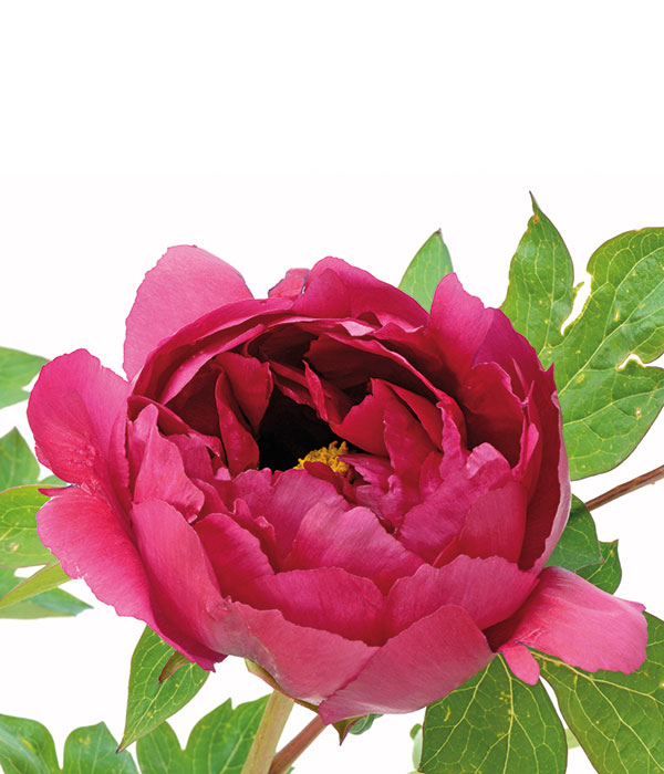 Tree peony - Luoyang red | Centro Botanico Moutan