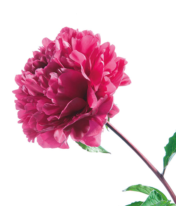 Herbaceous peony - Jubilant cloud red () | Centro Botanico Moutan