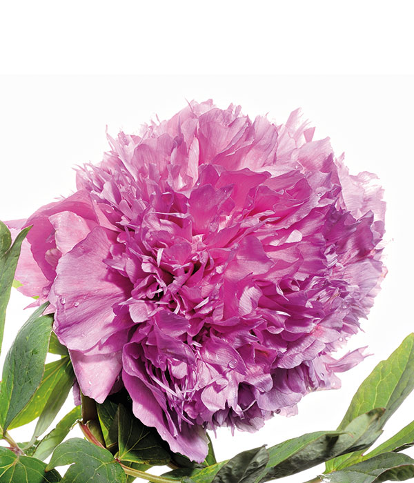 Tree peony - Purple shawl (Ge Jin Zi) | Centro Botanico Moutan