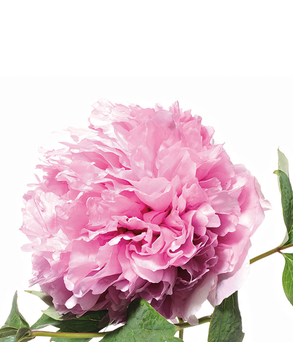 Tree peony - Elixir tripod (Sheng Dan Lu) | Centro Botanico Moutan