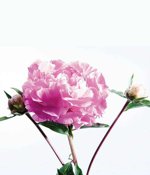 Herbaceous peony - Adolescent girl’s dress () | Centro Botanico Moutan