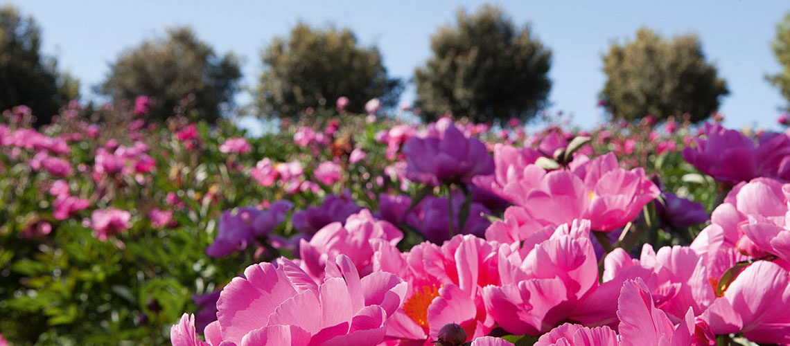 La fioritura delle peonie del Centro Botanico Moutan