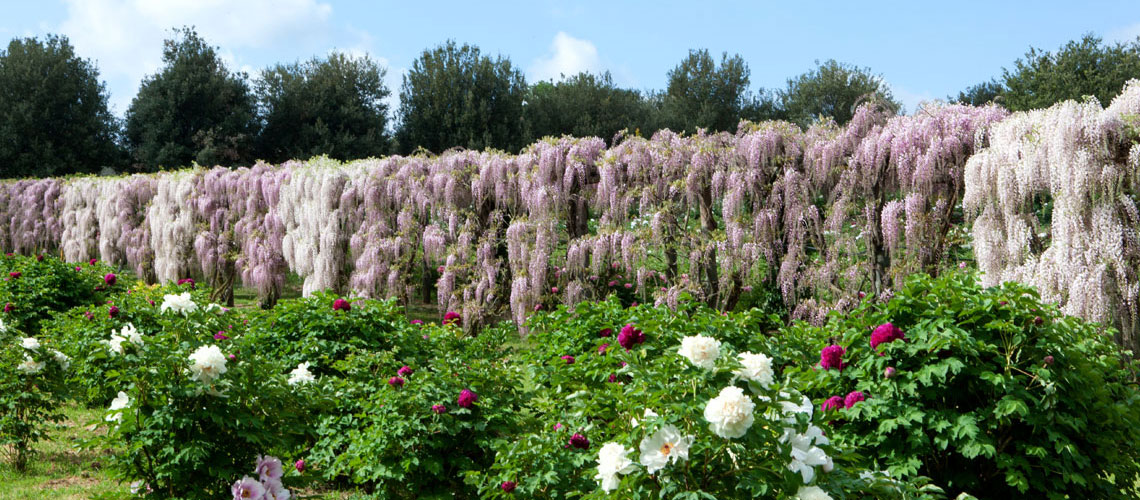 Il Centro Botanico Moutan