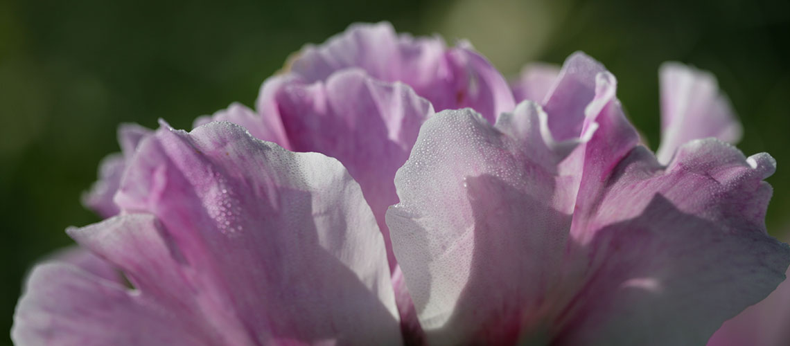 Peonia